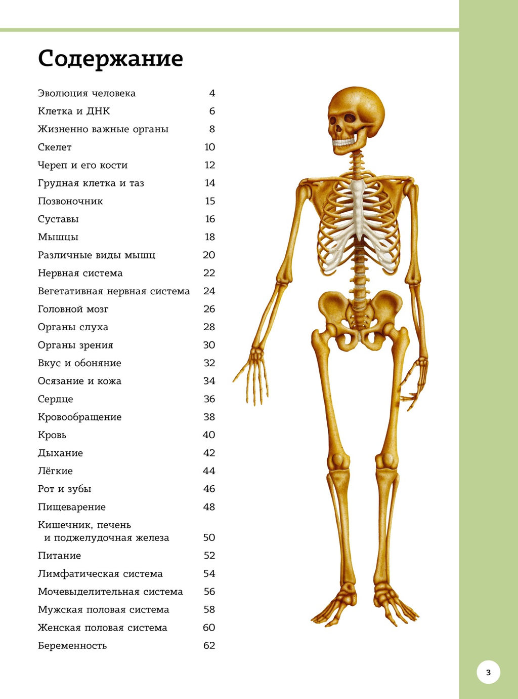 Первый атлас анатомии человека. Барсотти Э. - Махаон фото 2