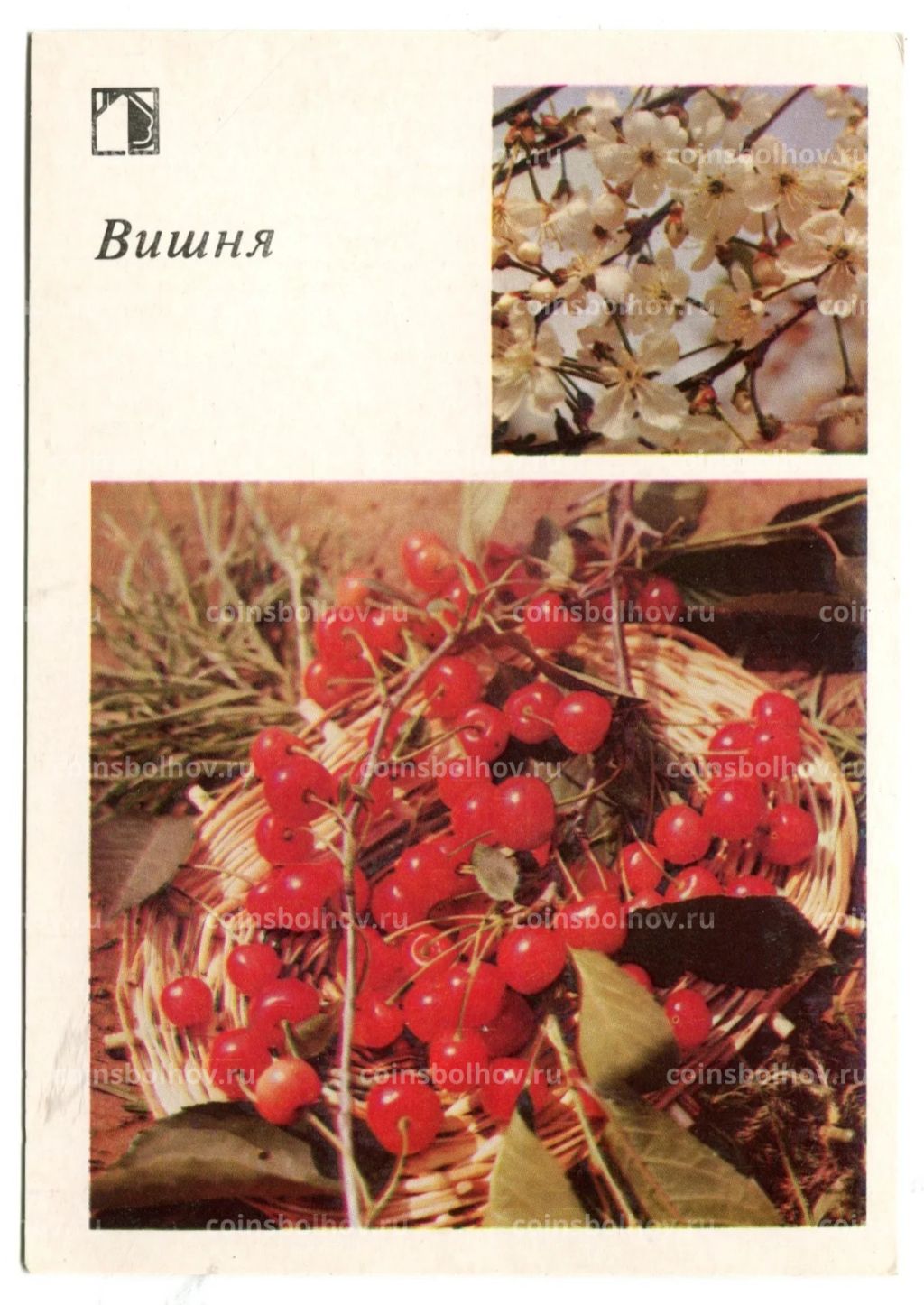 Открытка Вишня