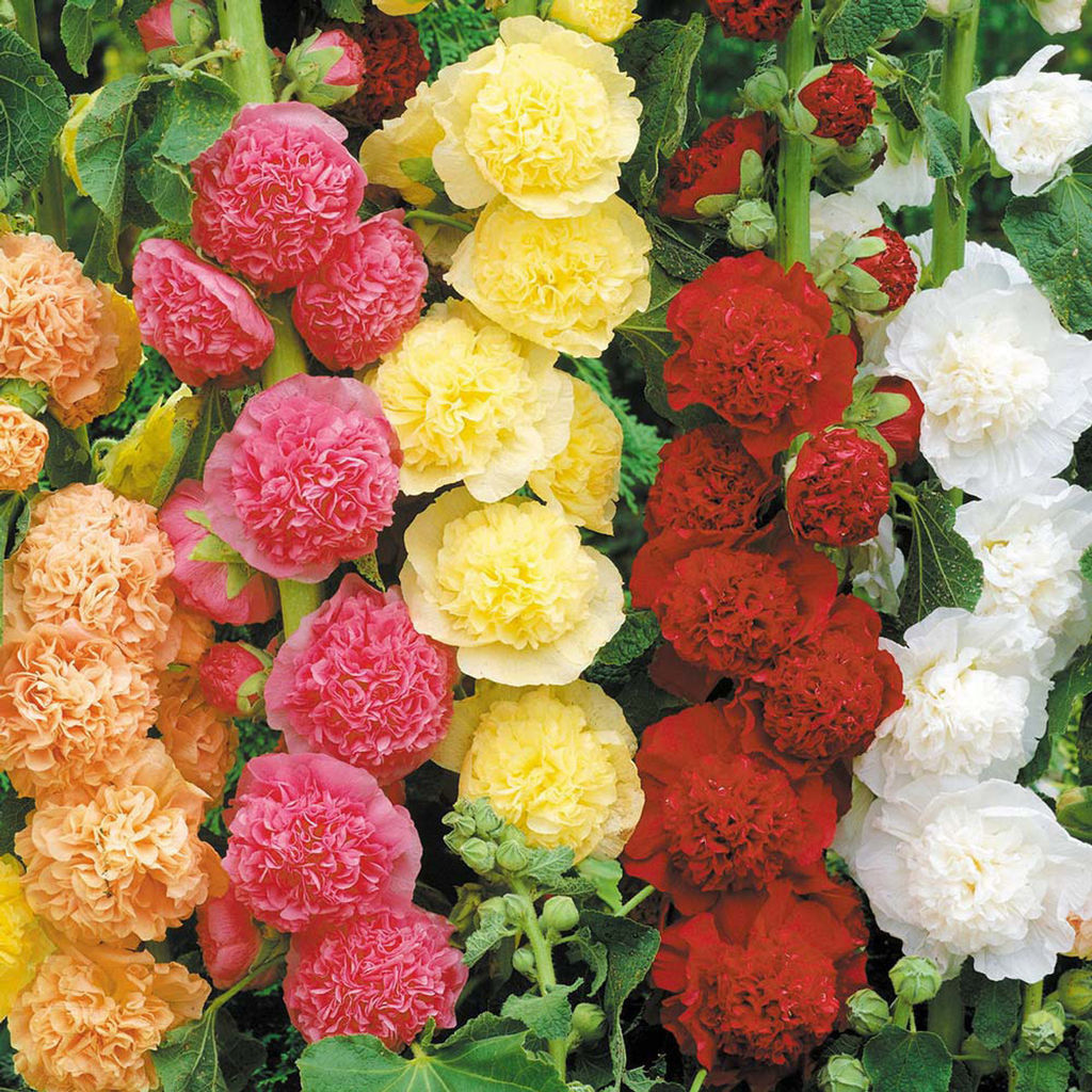 Шток-роза Chaters Mixed - Голландские луковицы фото 3