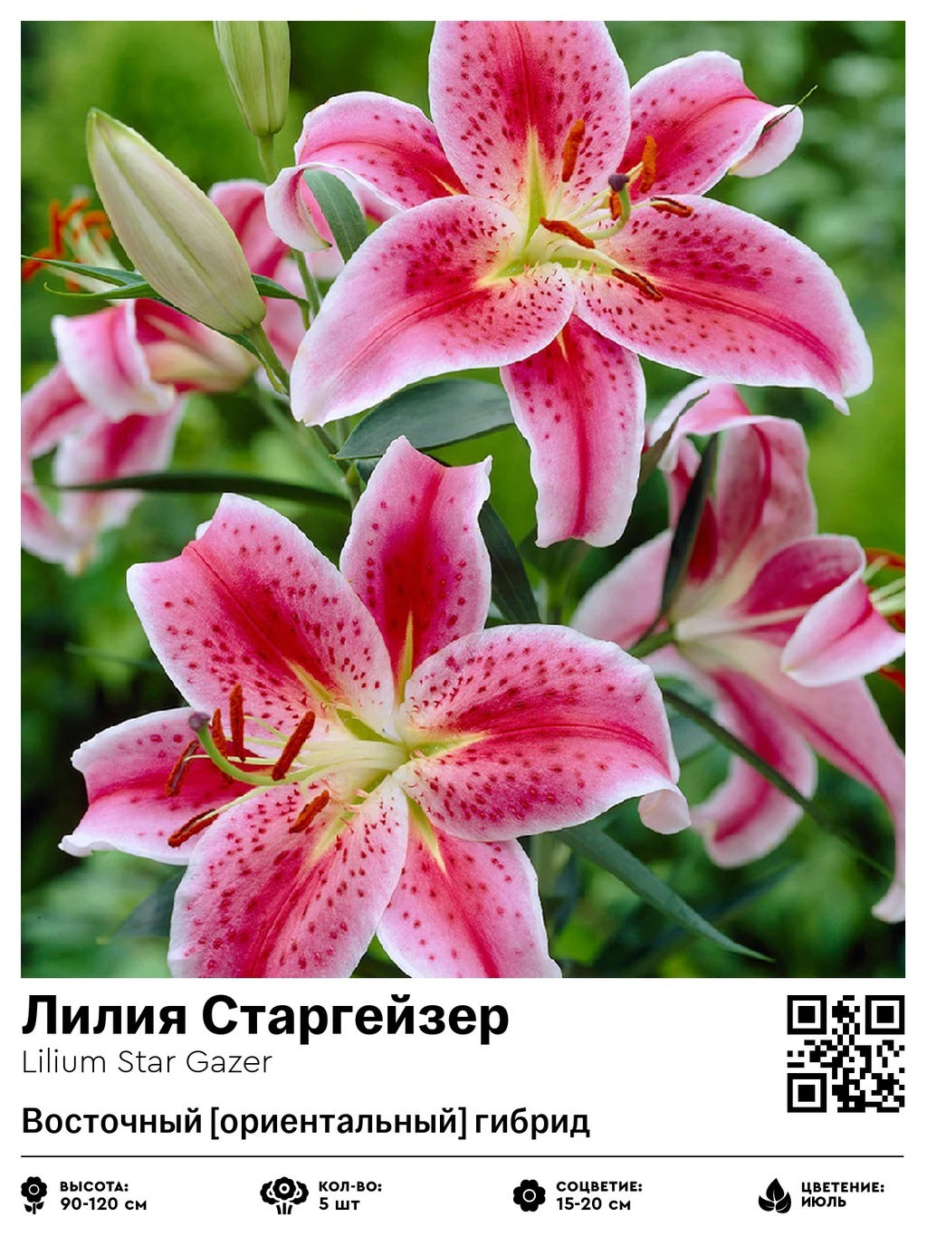 Лилия Star Gazer (Восточный ориентальный гибрид) - Голландские луковицы фото 2