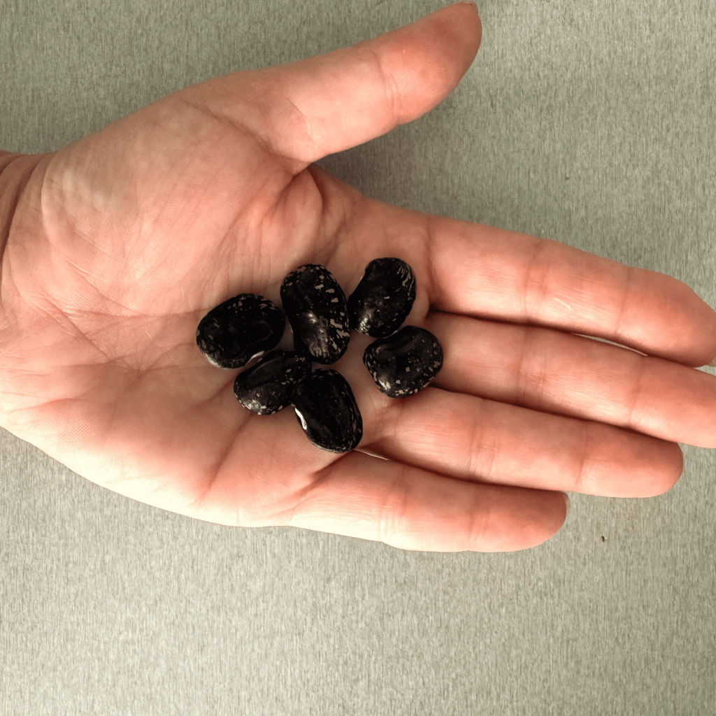 Фасоль красная