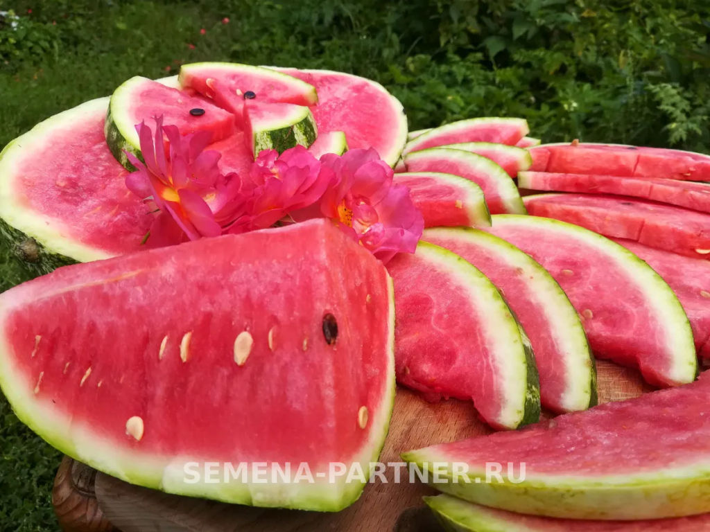 Арбуз Байсан - Партнер фото 5