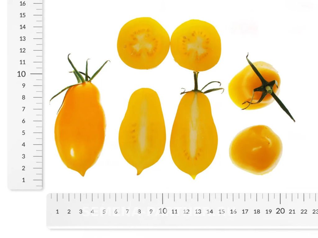 Томат Желтая Нежность - Партнер фото 8