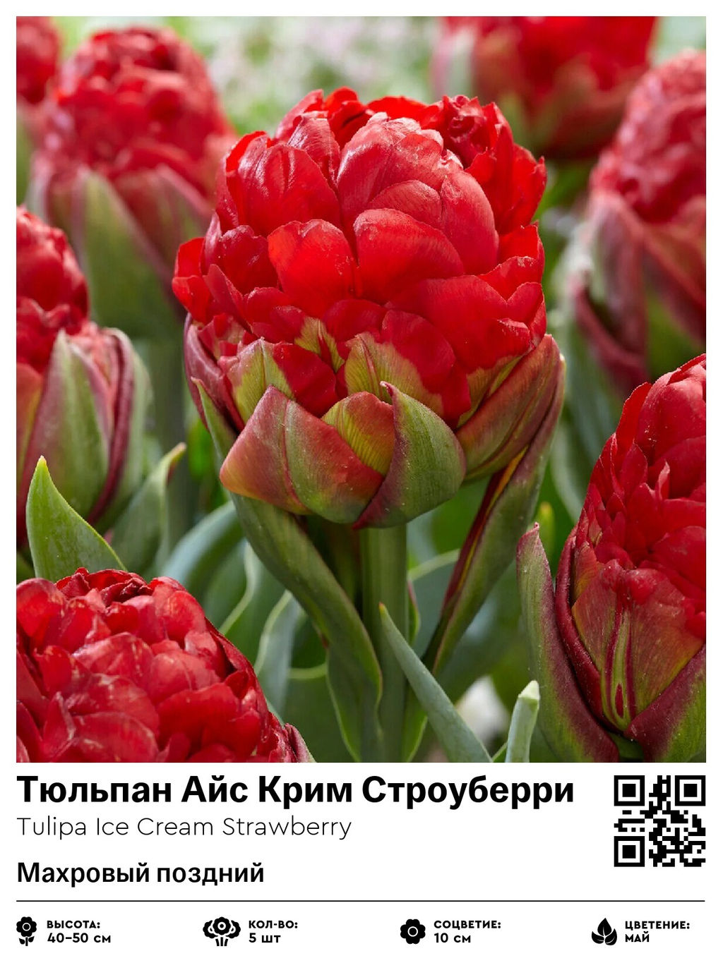 Тюльпан Ice Cream Strawberry (Махровый поздний) - Голландские луковицы фото 5