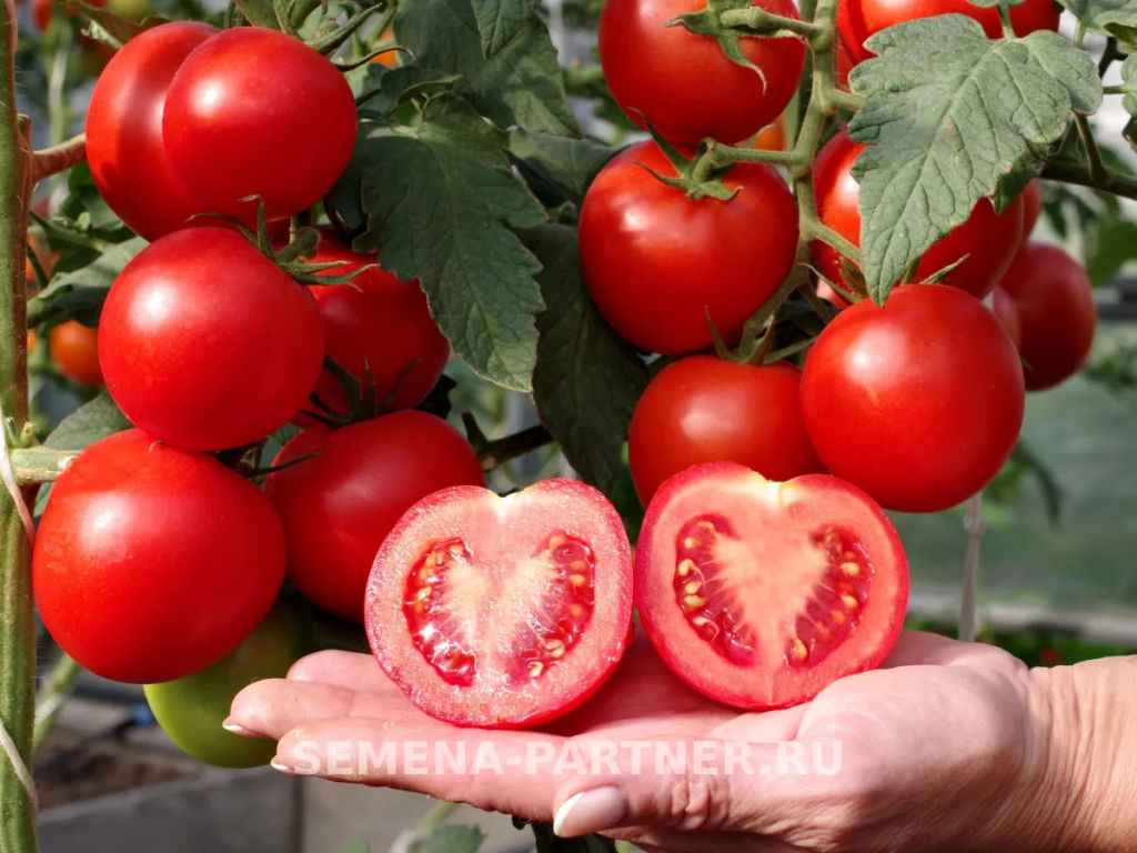 Томат Ахмар - Партнер фото 6