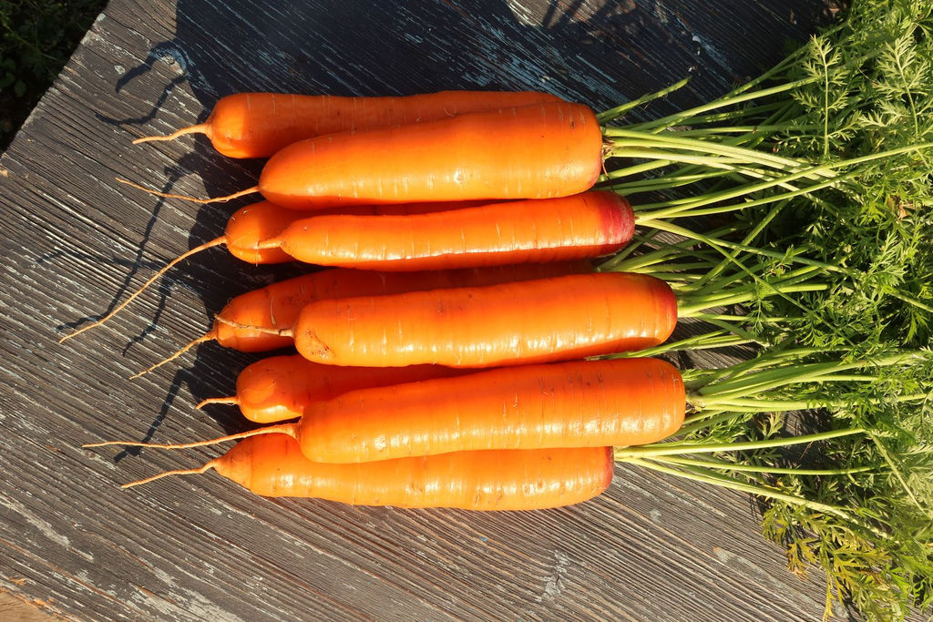 Морковь КРАСНАЯ ЗВЕЗДА® F1 - Уральский дачник фото 5