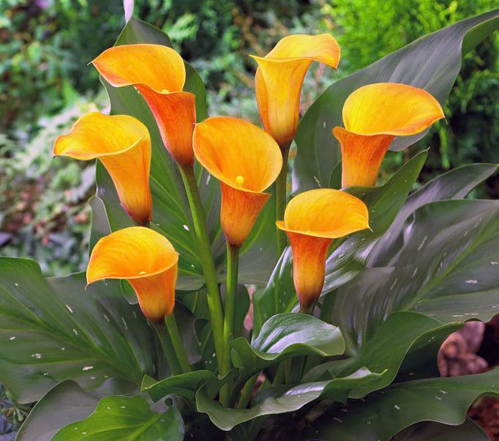 КАЛЛА Беатрис Разбор 12/14 Кол-во упак., шт 2