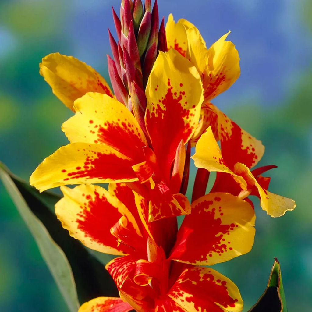 Канна Reine Charlotte (Зеленолистная) - Голландские луковицы фото 3