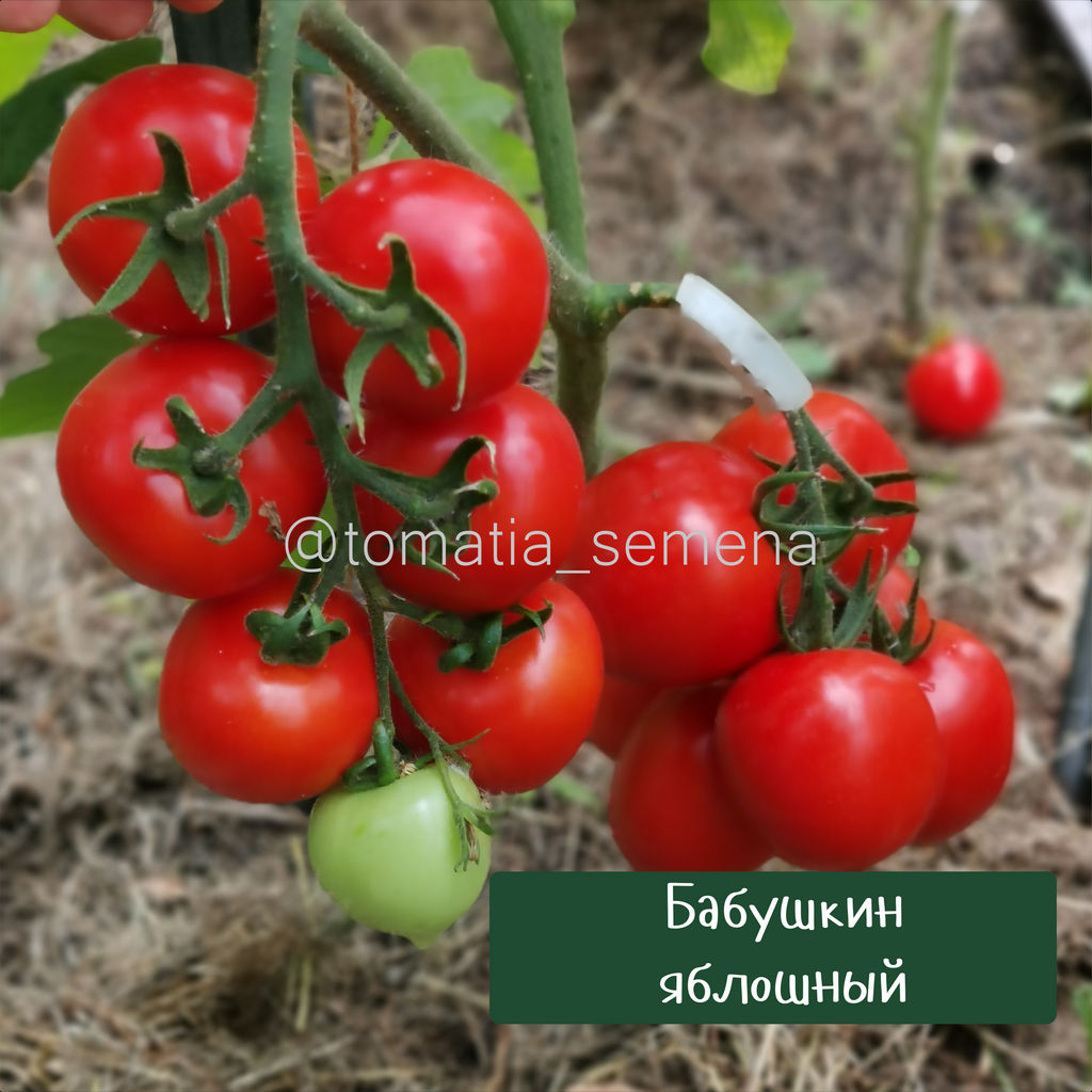 Бабушкин яблошный - Tomatia фото 3