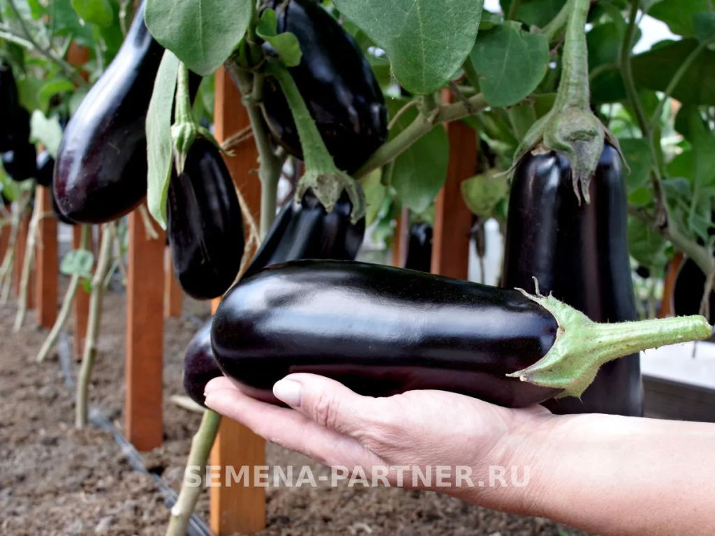 Баклажан Андрюша - Партнер фото 2