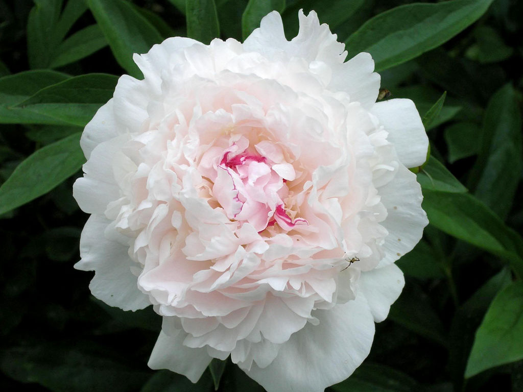 Пион Festiva Maxima (Фестива Максима) - Долина роз фото 2