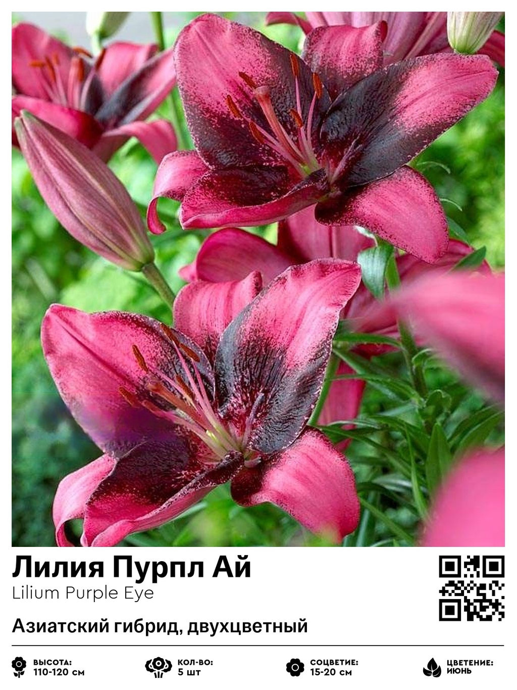 Лилия Purple Eye (Азиатский гибрид, двухцветный) - Голландские луковицы фото 2