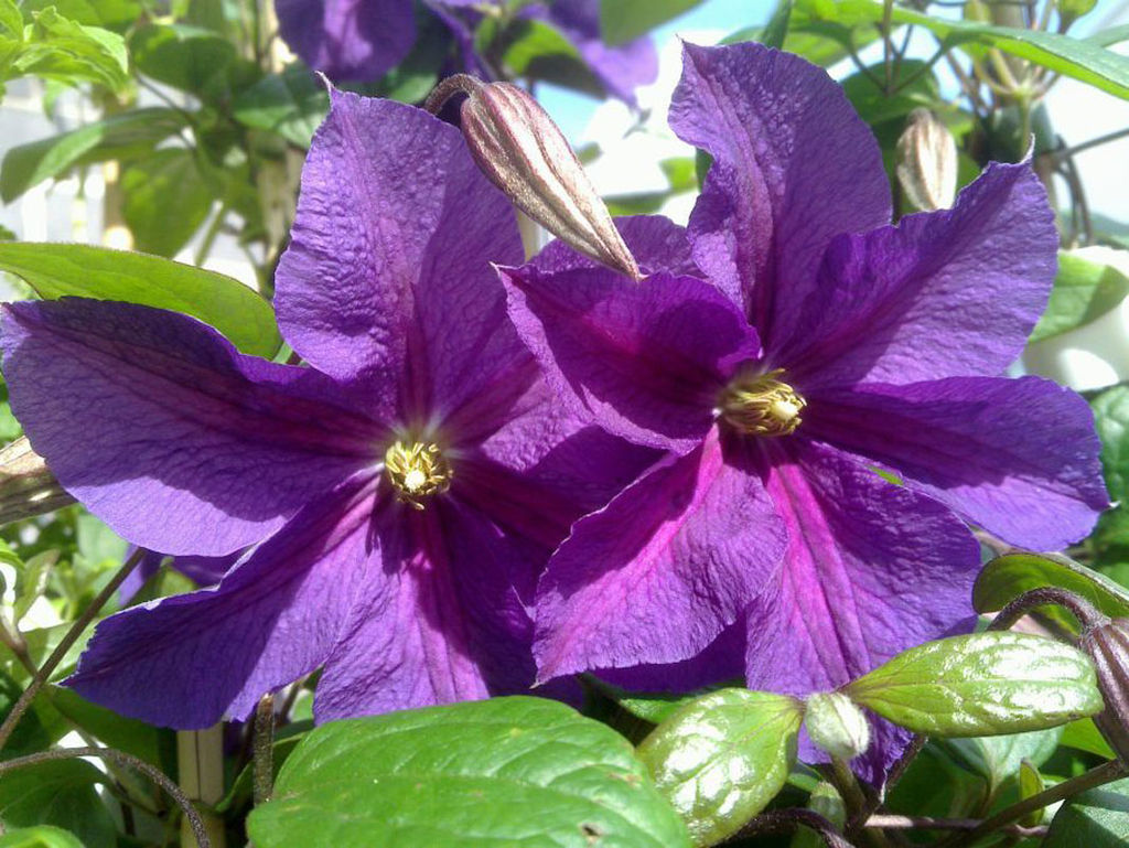 КЛЕМАТИС Виктория Разбор I Кол-во упак., шт 2