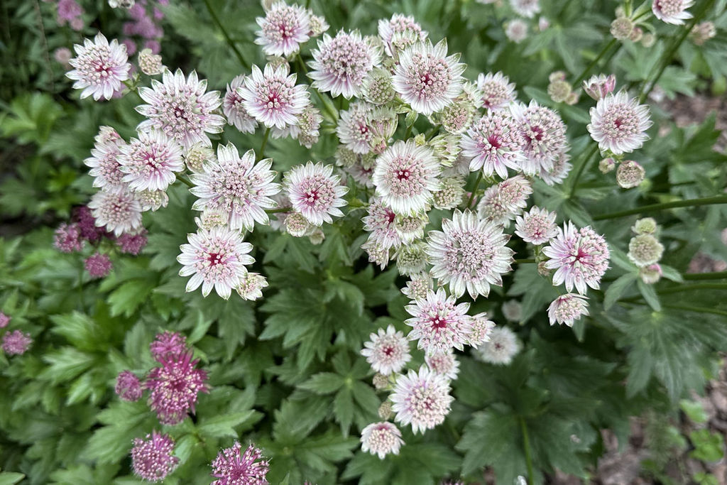 Астранция крупная Major - Голландские луковицы фото 4