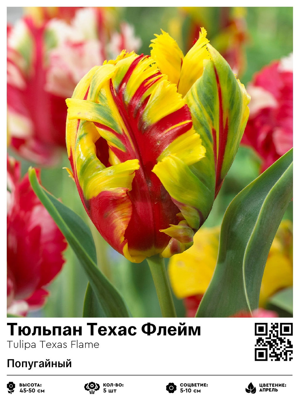 Тюльпан Texas Flame (Попугайный) - Голландские луковицы фото 2