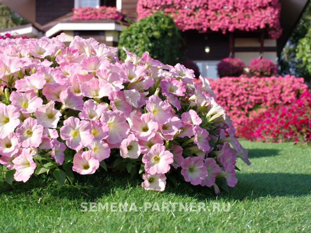 Петуния Зацветёт Short Корал Блаш многоцветковая каскадная - Партнер фото 6