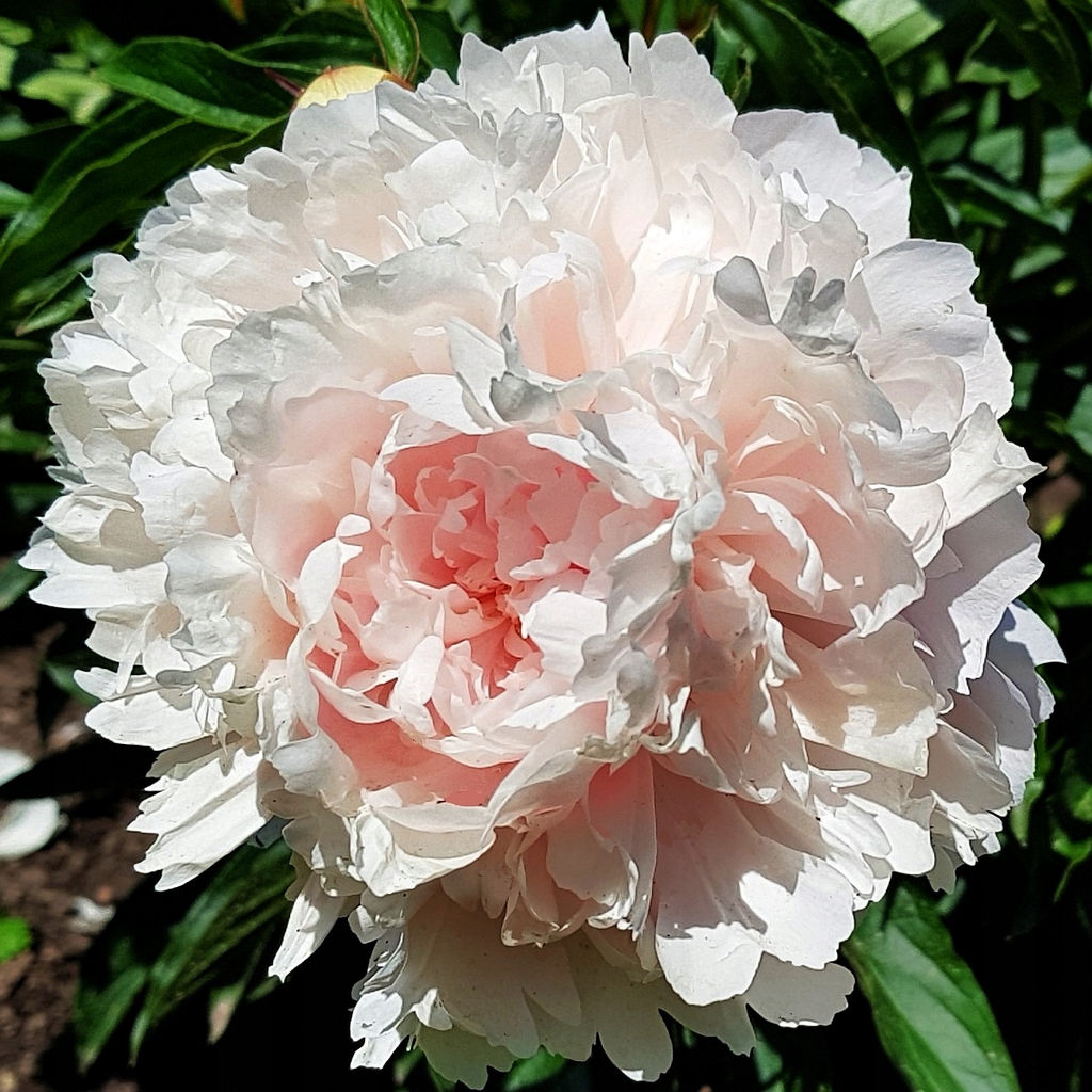 ПИОН Ширли Темпл Разбор 2/3 n Кол-во упак., шт 1