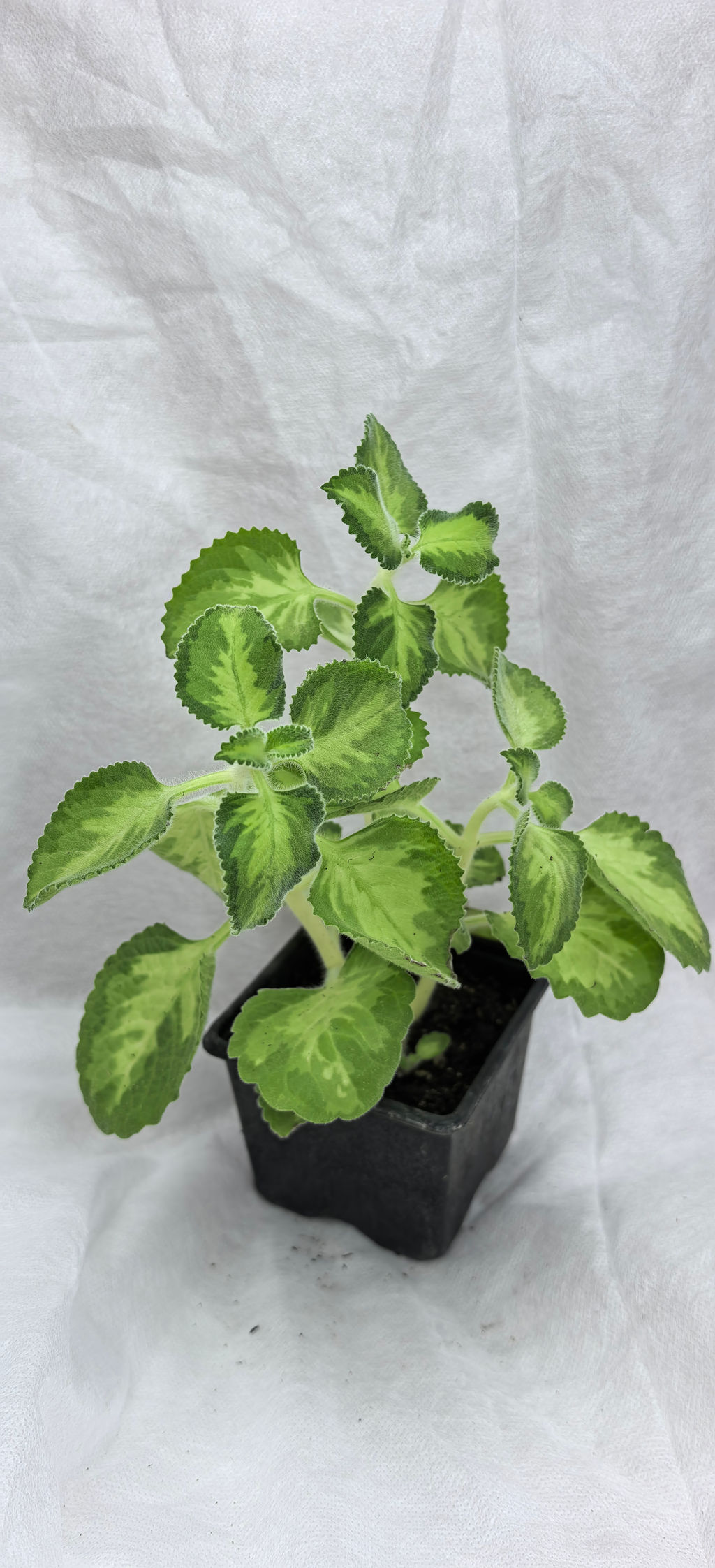 Плектрантус Golden ruffles (аромат мяты, камфоры и хвои)