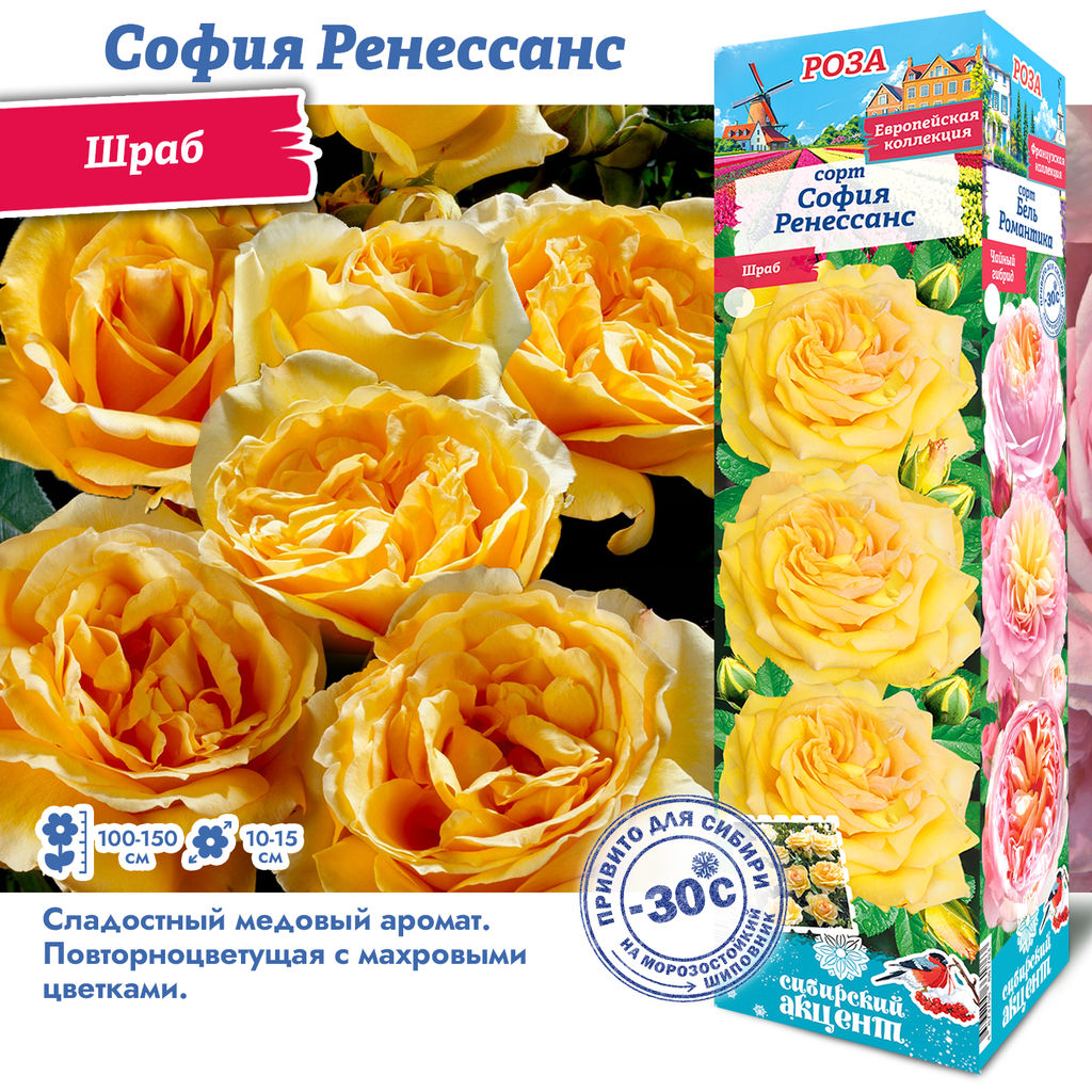 Роза София Ренессанс (Шраб) 1шт