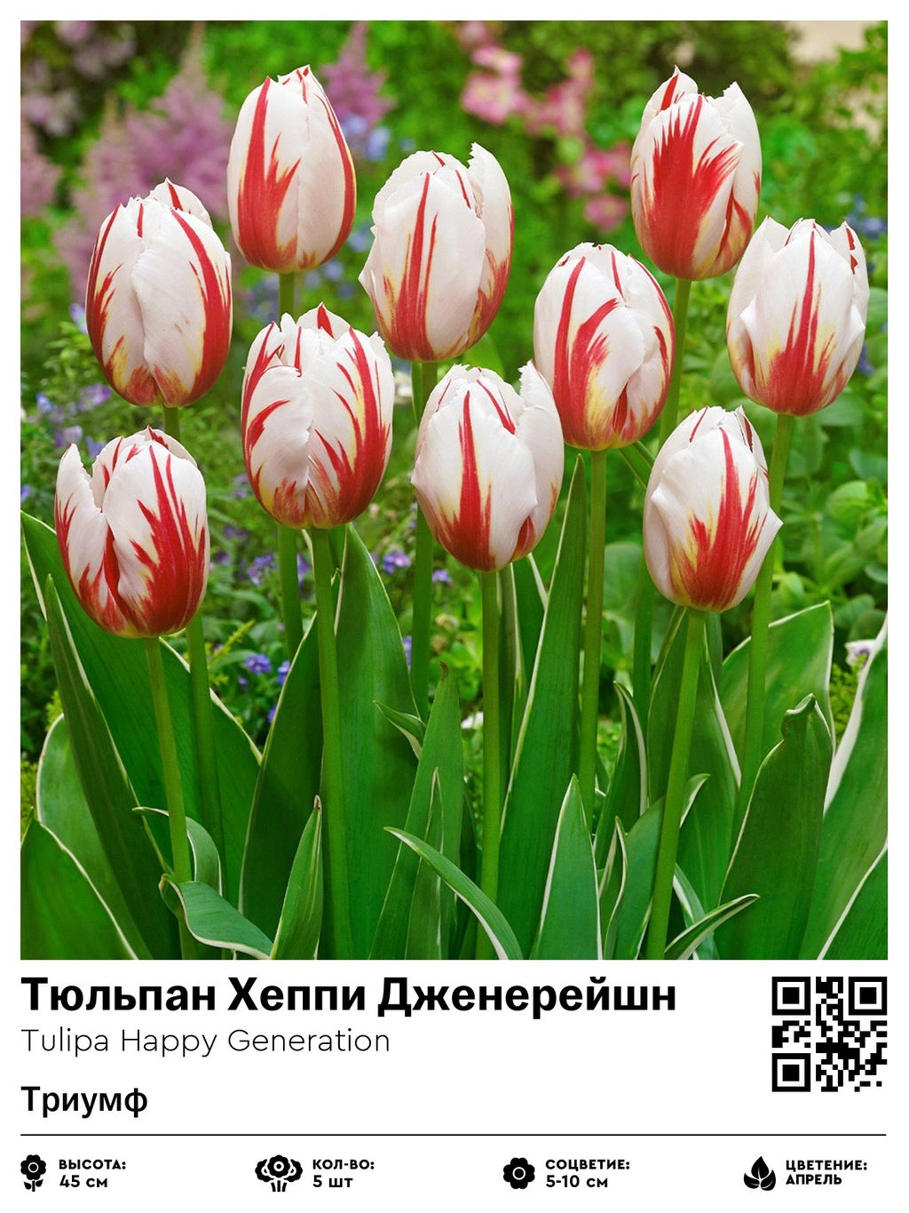 Тюльпан Happy Generation (Триумф) - Голландские луковицы фото 2