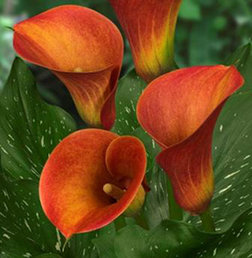 КАЛЛА Кэптан Сафари Разбор 12/14 Кол-во упак., шт 2