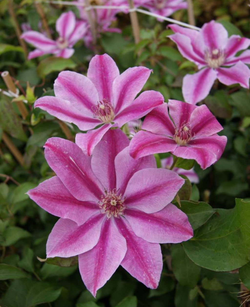 КЛЕМАТИС Лов Джеверли Разбор I Кол-во упак., шт 2