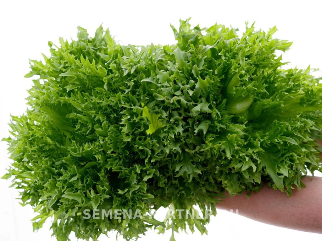 Салат листовой Фриллис - Партнер фото 8