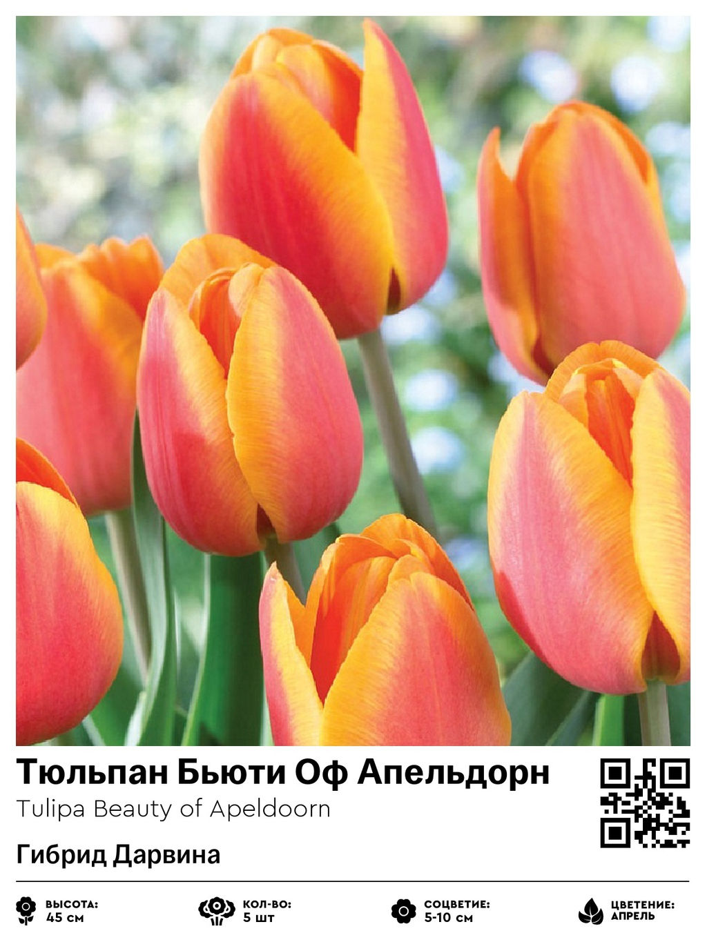 Тюльпан Beauty of Apeldoorn (Гибрид Дарвина) - Голландские луковицы фото 2