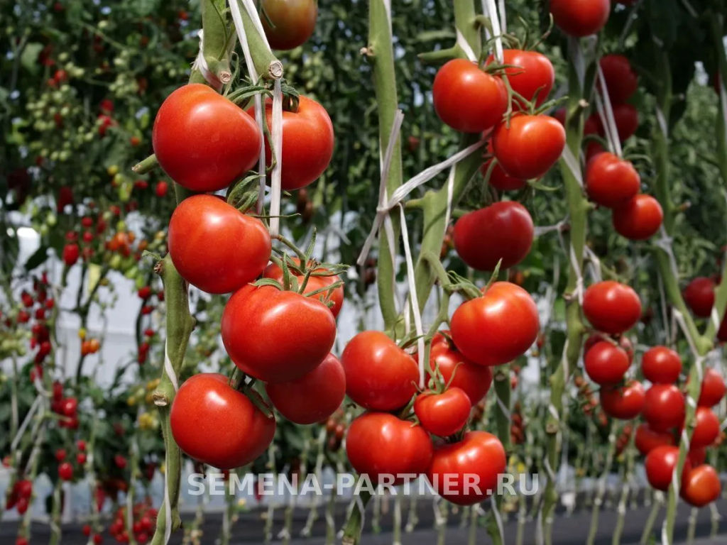 Томат Майами - Партнер фото 3
