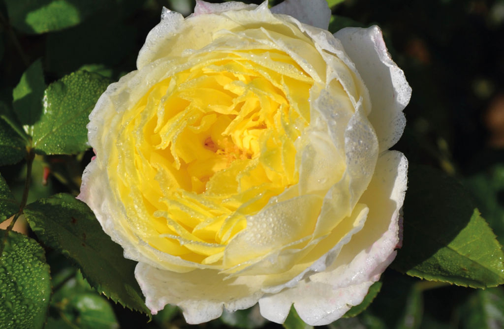 Роза Амнести Интернешнл (Плетистая) 1шт