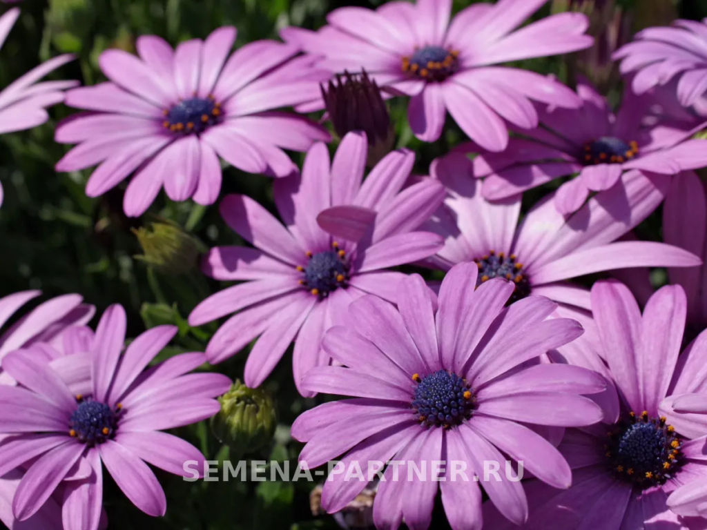 Остеоспермум Эклона Звезды Галактики Туманность Андромеды - Партнер фото 5