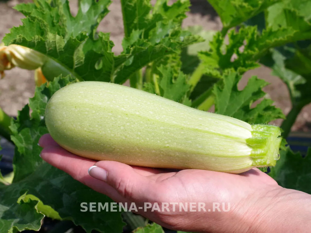 Кабачок Мурзик - Партнер фото 4