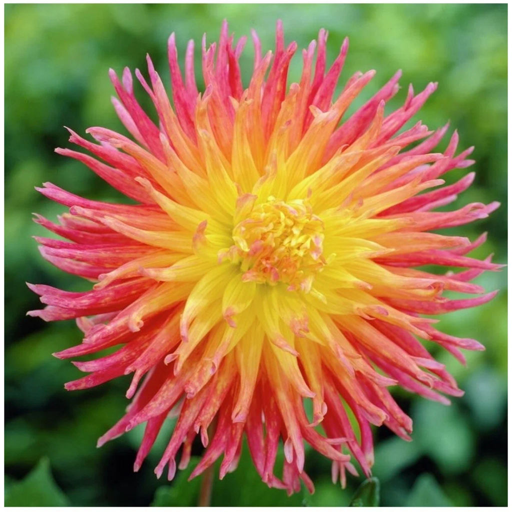 ГЕОРГИНА Фринджет Стар Разбор I Кол-во упак., шт 1