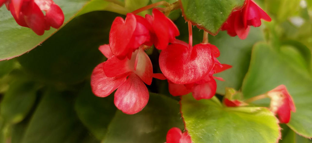 Бегония вечноцветущая махровая (цветы малиновые, лист зел с красной каймой)