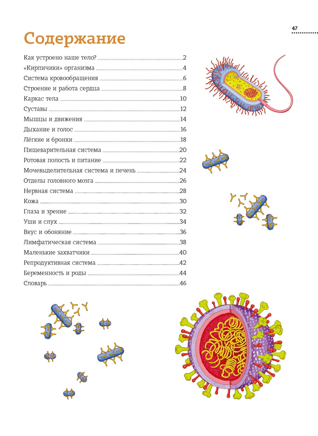 Тело человека. Атлас анатомии в картинках. Барсотти Э. - Махаон фото 3