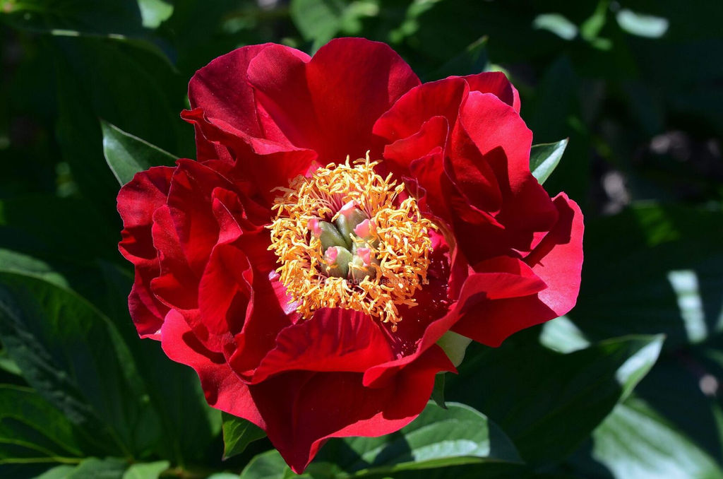 Пион Mackinac Grand - Голландские луковицы фото 3