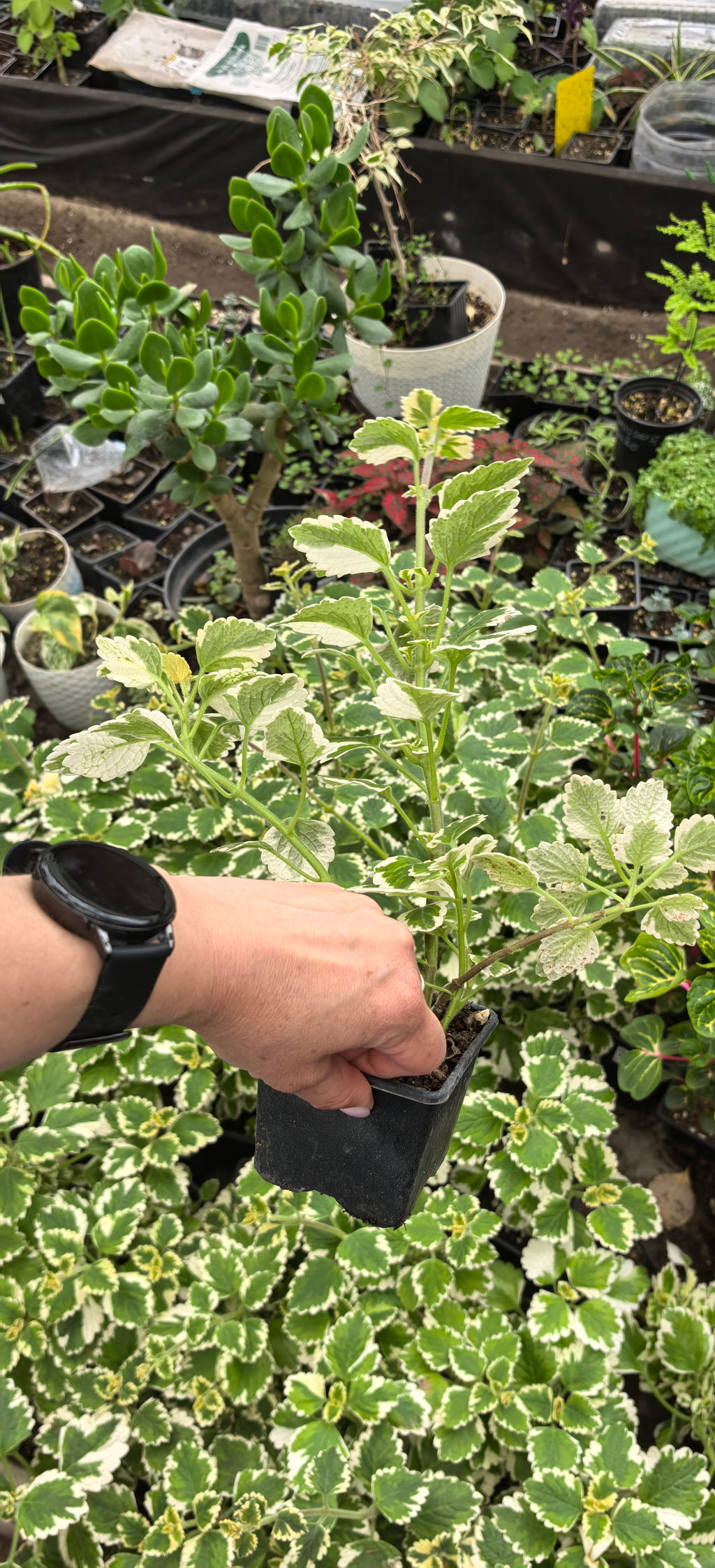 Плектрантус вариегата (сильный цитрусовый аромат) горшок D10