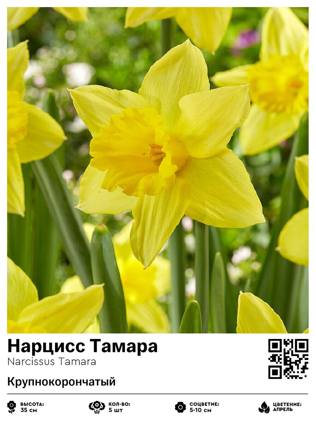 Нарцисс Tamara (Крупнокорончатый) - Голландские луковицы фото 2