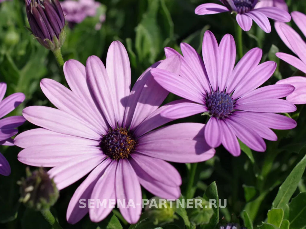 Остеоспермум Эклона Звезды Галактики Туманность Андромеды - Партнер фото 4