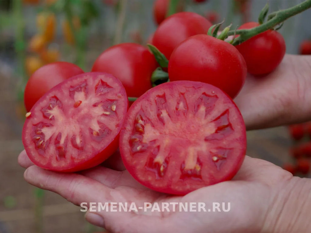 Томат Дерзкий Франк - Партнер фото 4