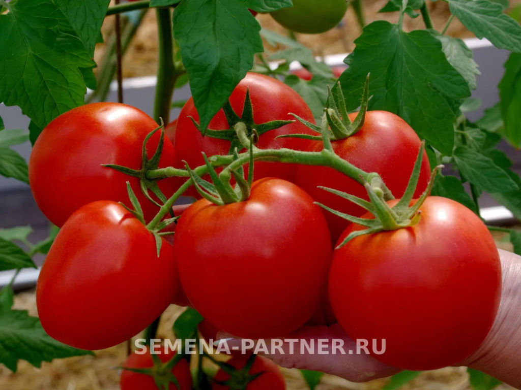 Томат Лолита - Партнер фото 5