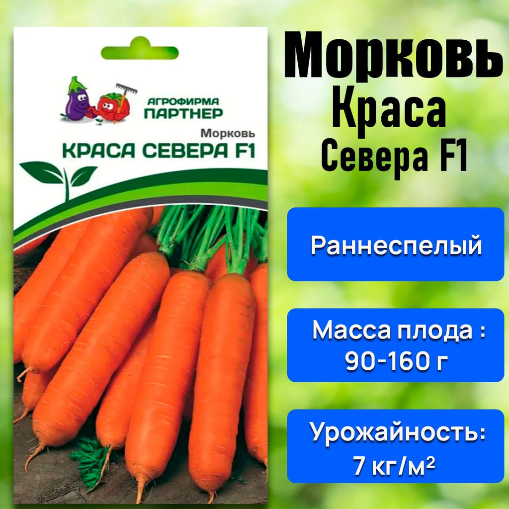 Морковь Краса Севера - Партнер фото 2