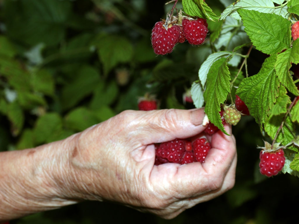 Малина Лесная Нимфа - Долина роз фото 2