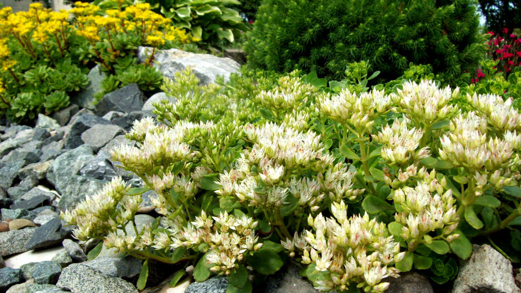 Седум (очиток) ложный 1 год ЗКС тара 0,5л высота 5-15см. - Наша дача фото 2