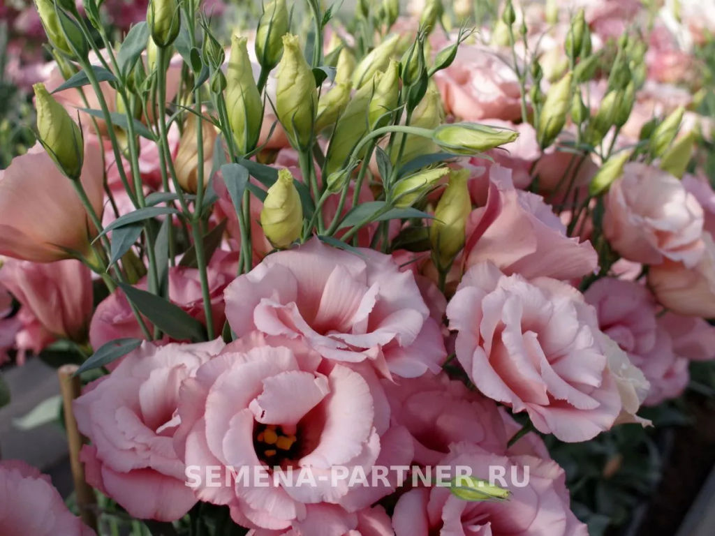 Эустома срезочная махровая абрикосовая Мадам Шанталь - Партнер фото 7