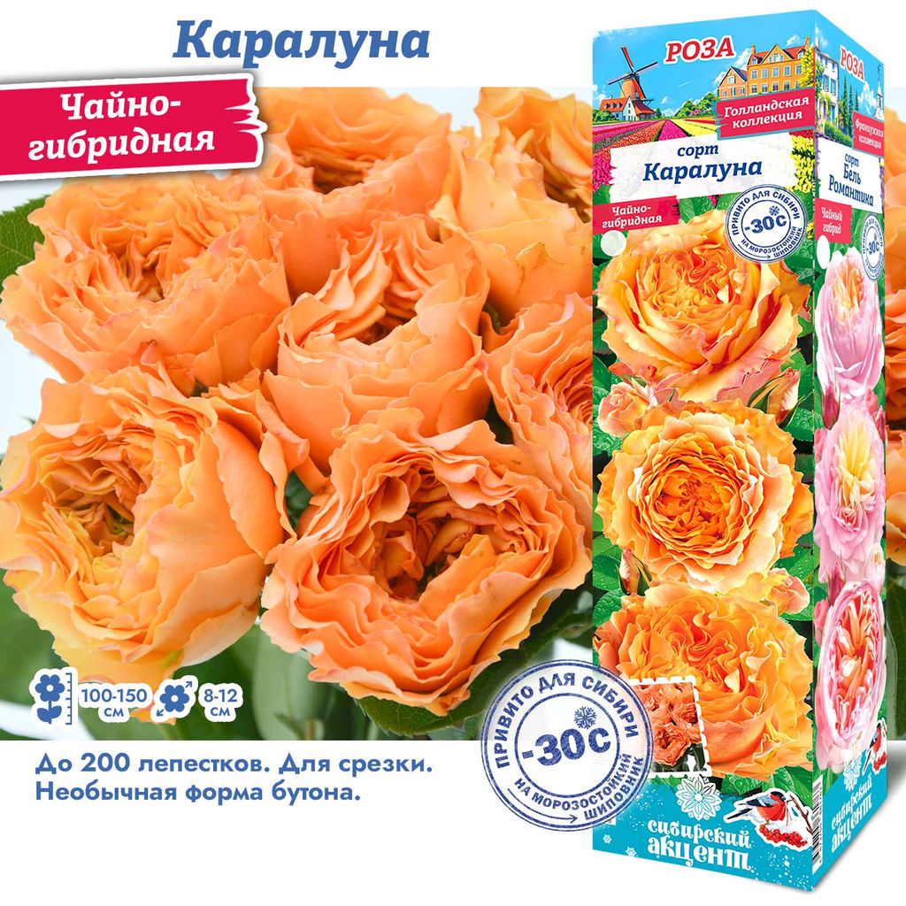 Роза Каралуна (Чайно-гибридная) 1шт