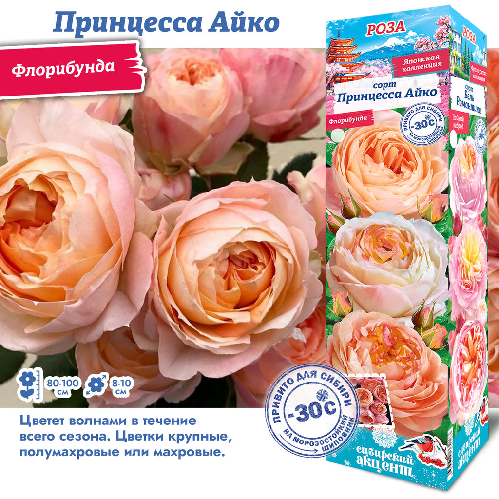 Роза Принцесса Айко (Японская/Флорибунда) 1шт