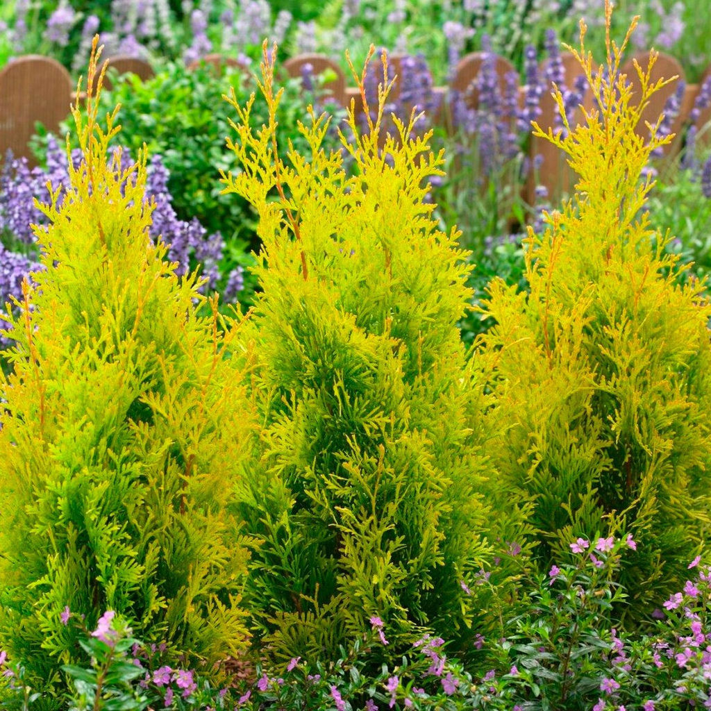 Туя голден Брабант (20-30см) - 1000корней фото 2