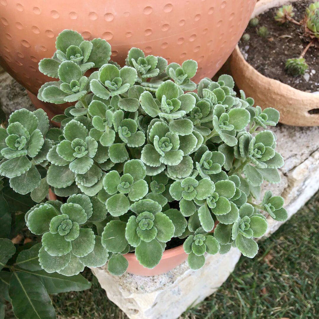 Плектрантус войлочный, горшок 0,4 л