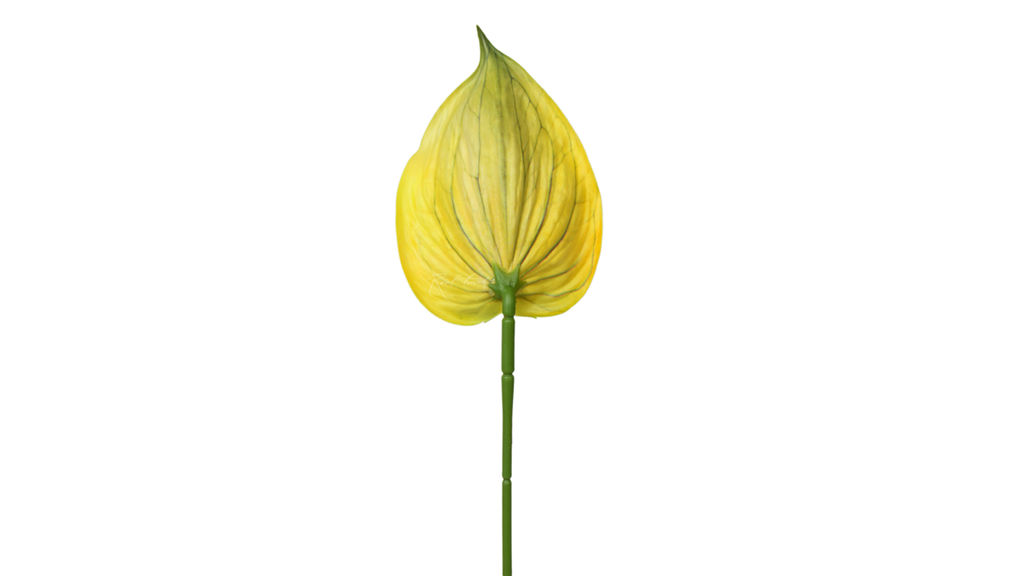 Антуриум 3D - Желто-зеленый